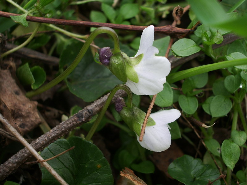 Viola alba